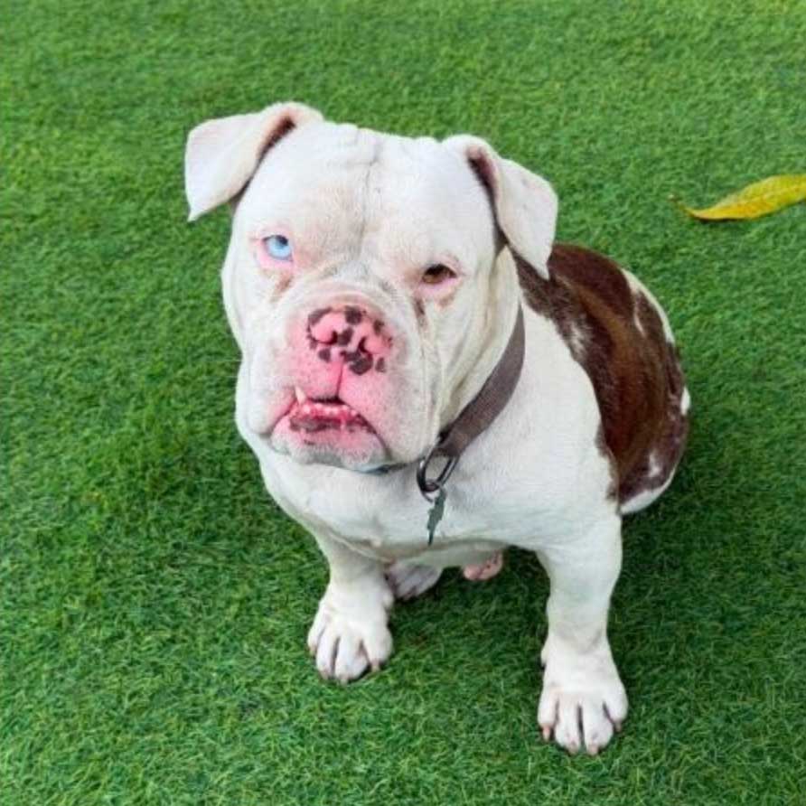 Kerri, an adoptable dog who'll be featured at Chewy's inaugural Pack Walk in Miami