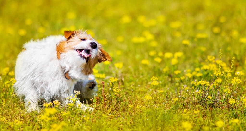 Year-round flea and tick prevention is a must as parasite populations expand.