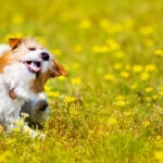 The New Normal: Worse and Longer Flea and Tick Season