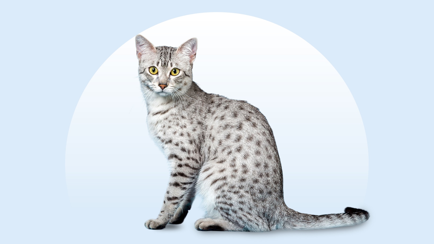 Egyptian Mau cat sitting on a white background