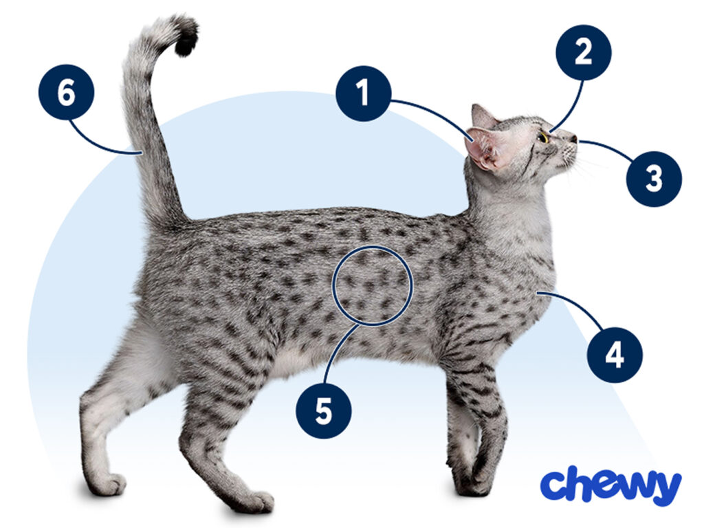 Photo of a Egyptian Mau