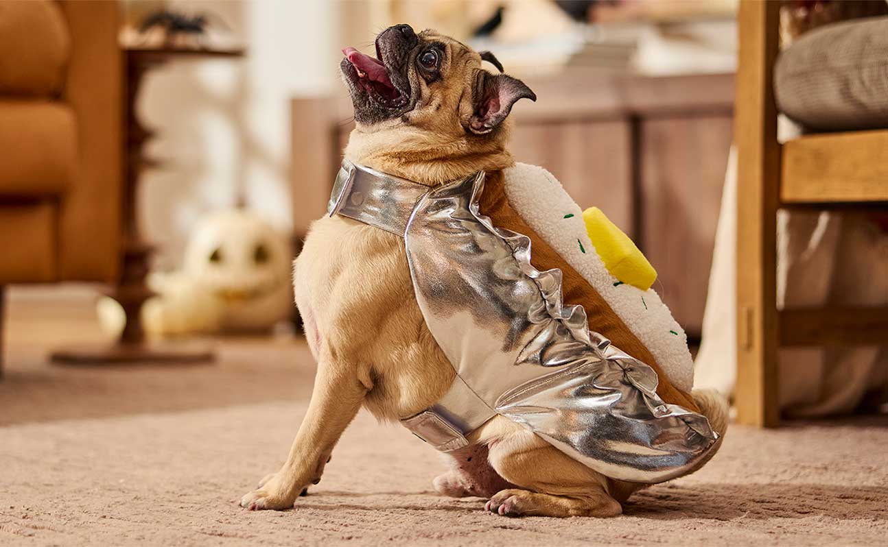 A Pug in a baked potato costume looking up happily