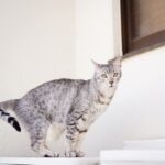 An Egyptian Mau cat balancing on a table