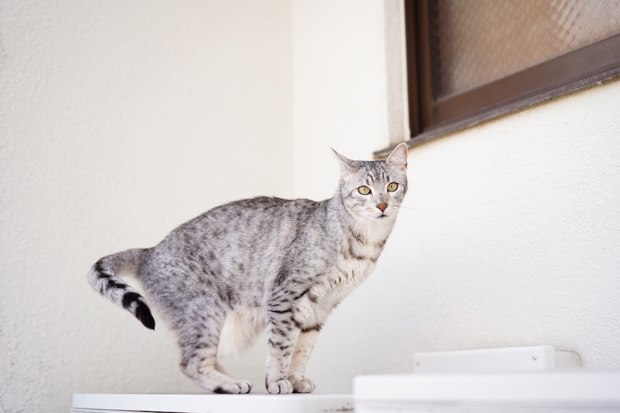 An egyptian mau, a gray cat, balancing on a table