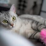 An Egyptian Mau cat plying with a pink feather toy