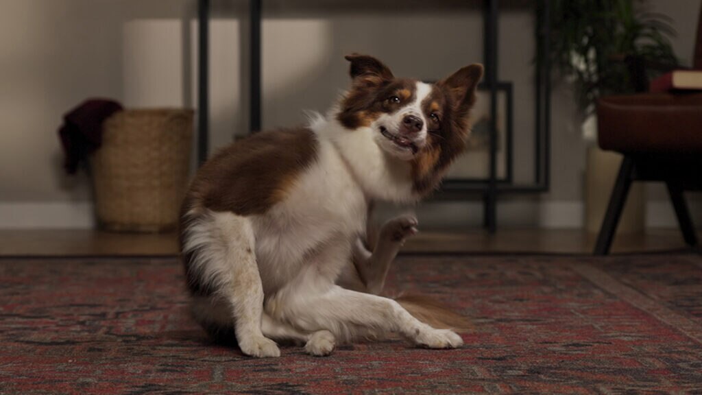 befrena for dogs: dog scratching in house