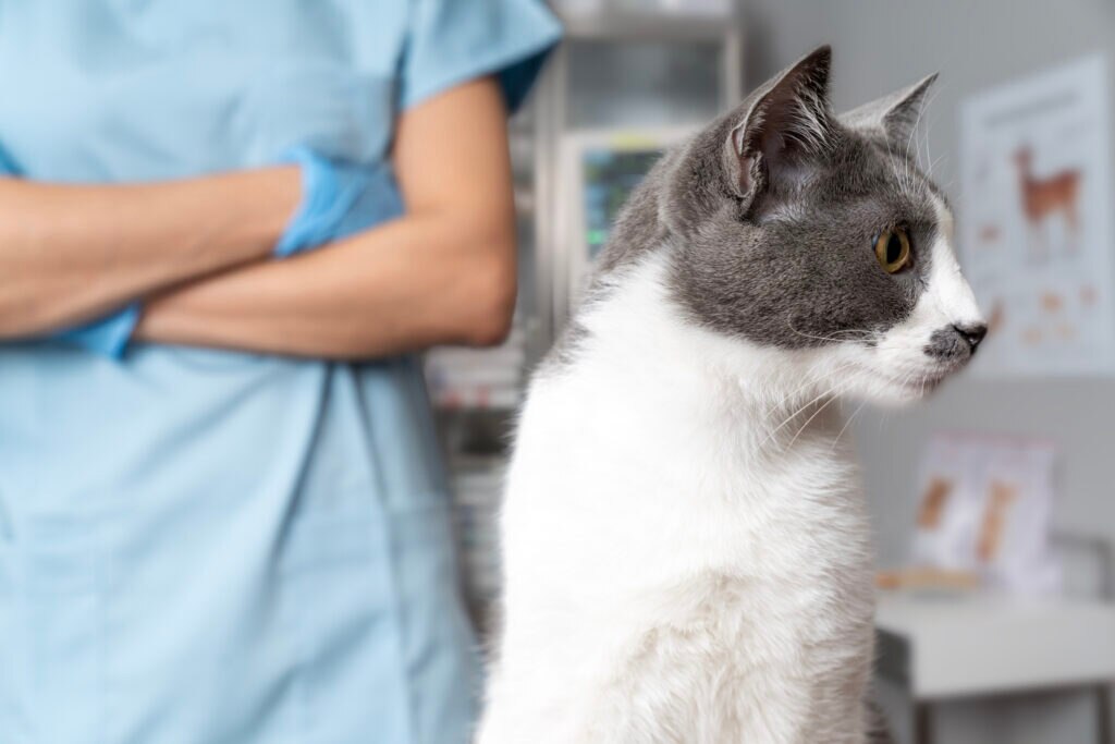 tetanus in cats; a cat sits in a vet office.