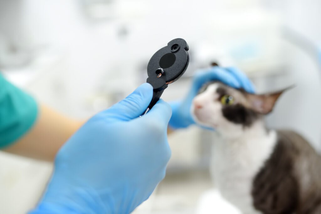lens luxation in cats; a vet examines a cat’s eye.