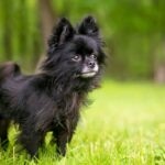 A black Pomchi dog standing in grass