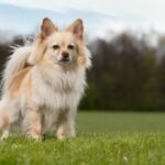 A longhaired cream pomchi standing in a grassy field