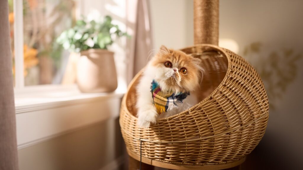 A white and orange fluffy Persian cat sitting in a wicker cat bed