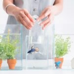 How To Acclimate Fish the Right Way