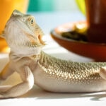 Can Bearded Dragons Eat Peppers?