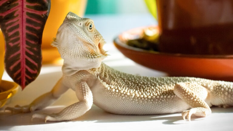 can bearded dragons eat peppers: bearded dragon next to houseplant