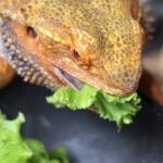 Can Bearded Dragons Eat Romaine Lettuce?