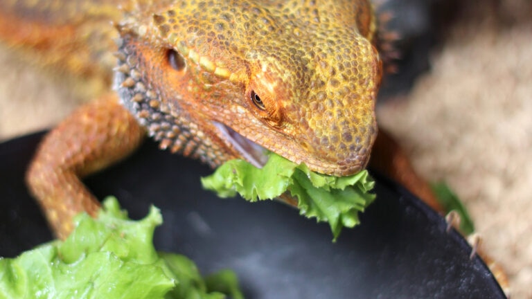 can bearded dragons eat romaine lettuce