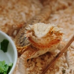 Can Bearded Dragons Eat Arugula?