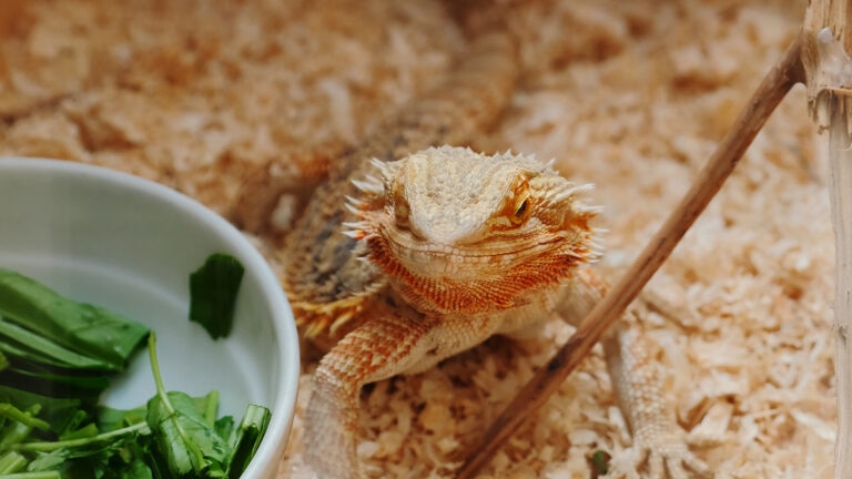 can bearded dragons eat arugula: beardie next to bowl of arugula