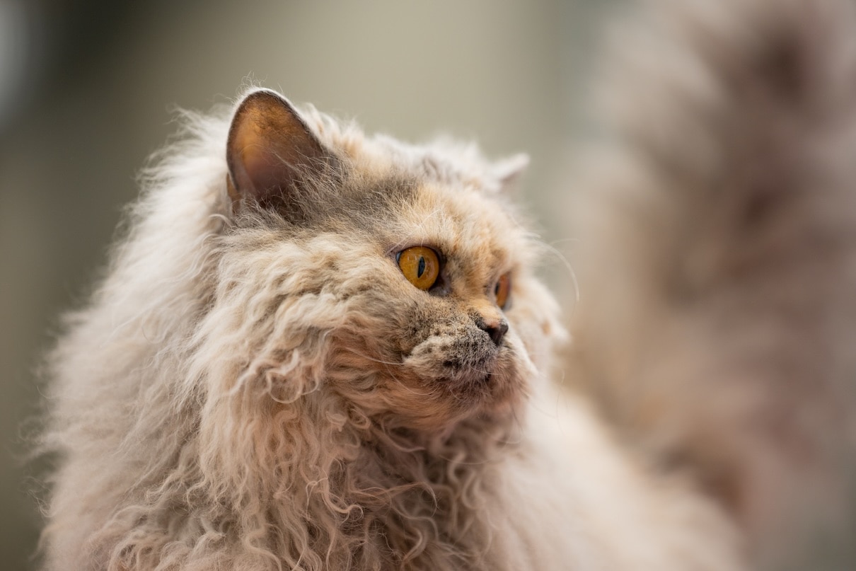 A muted calico Selkirk Rex, a fluffy cat with a curly coat, looking to the side.
