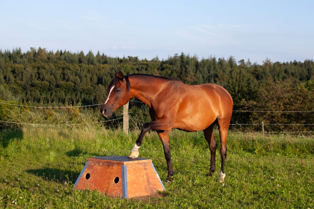 Horse trick training at Podium. Horse trail working