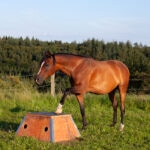 Creative Ways to Exercise Your Horse