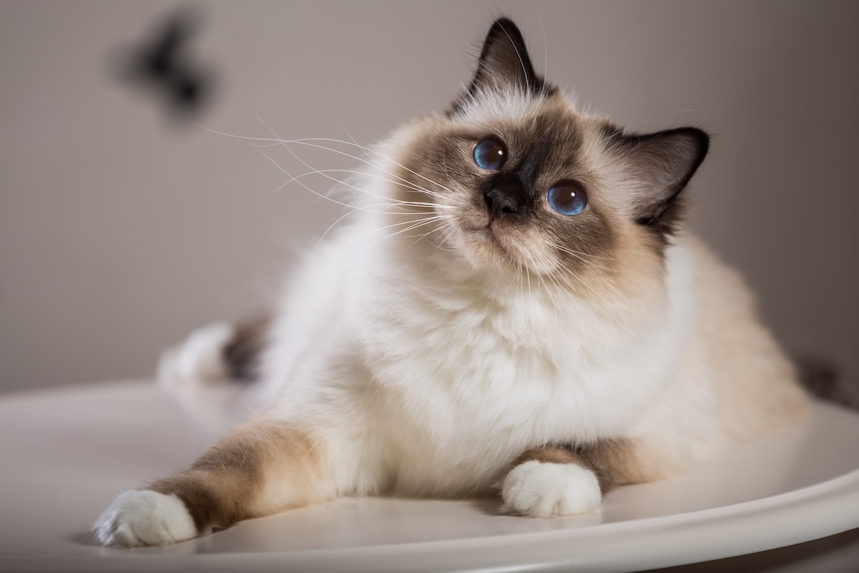 A fluffy Birman cat lying down