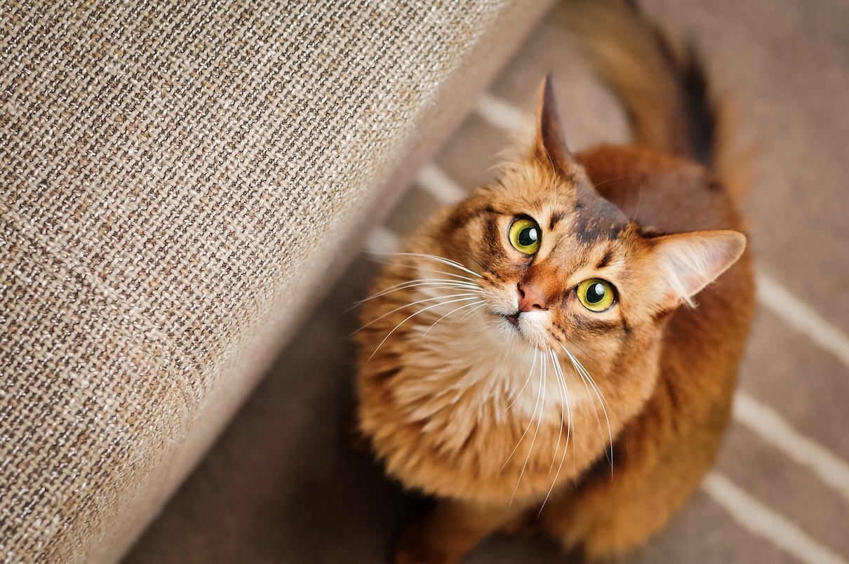 Somali cat sitting and looking at the camera