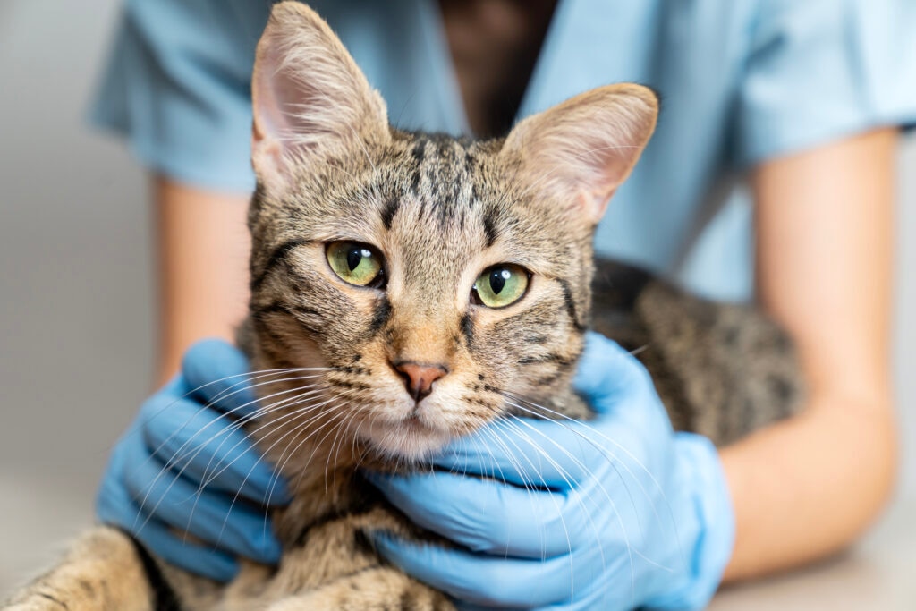 oxygen therapy for pets; a vet holds a cat.