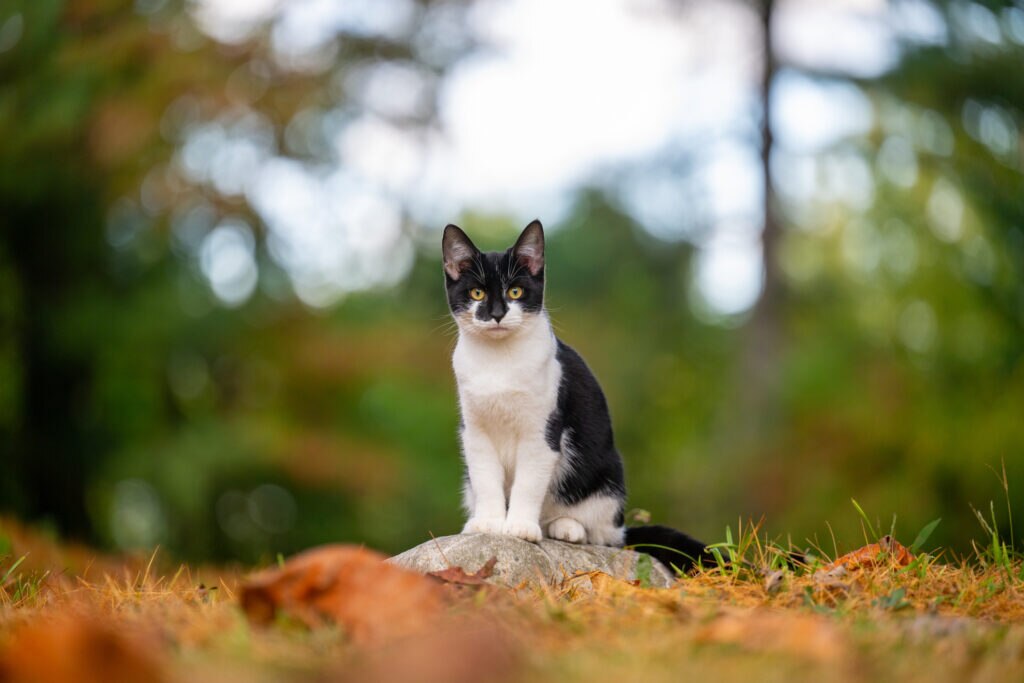 botflies in cats; a cat sits outside.