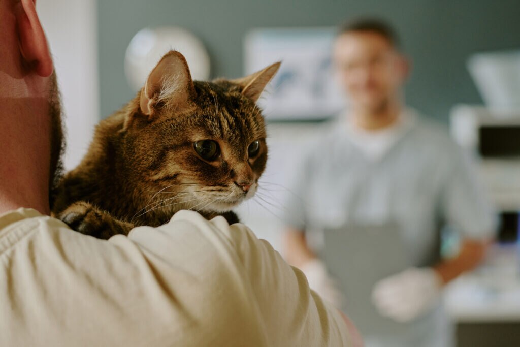 imha in cats; a cat is carried into the vet.