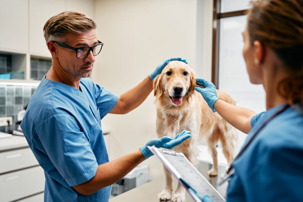 SIBO in dogs; a dog is examined at the vet.