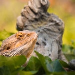 Can Bearded Dragons Eat Avocado?