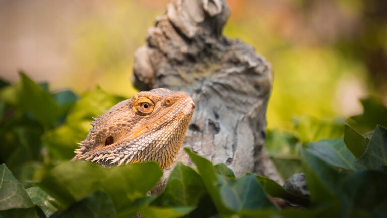 can bearded dragons eat avocado: bearded dragon in enclosure