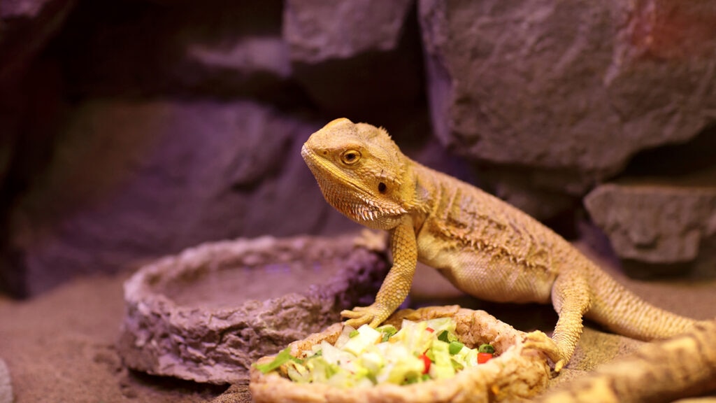 can bearded dragons eat Brussels sprouts: bearded dragon in enclosure