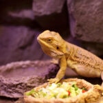 Can Bearded Dragons Eat Brussels Sprouts?