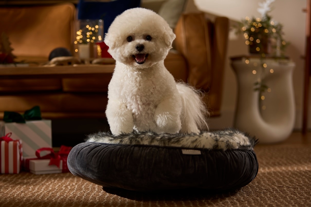A white Bichon Frise, a cuddly dog breed, in a small dog bed