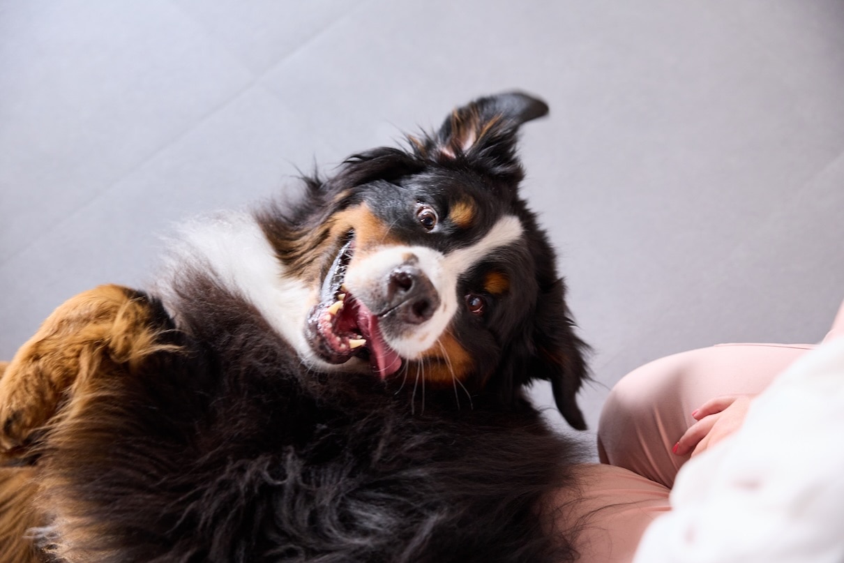 A Bernese Mountain Dog lying upside down with his tongue out in a silly posture