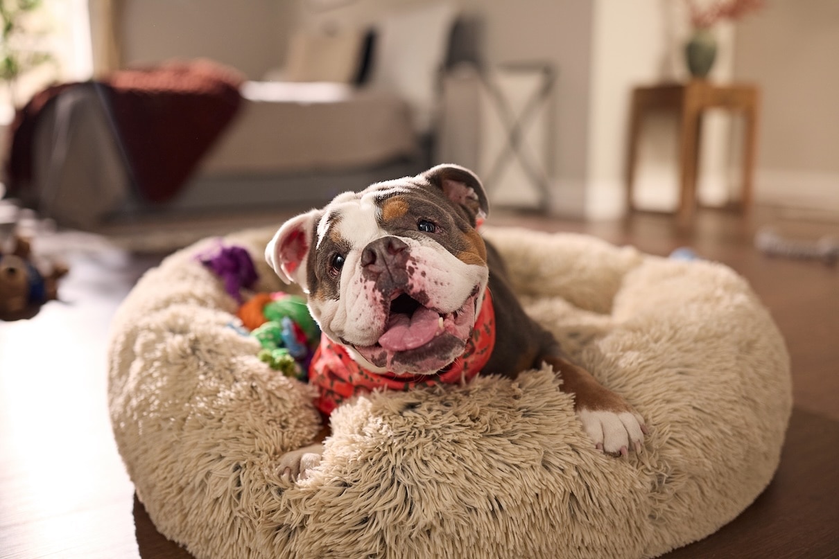 Brown and white English Bulldog, a cuddly dog breed, lying in a fluffy dog bed