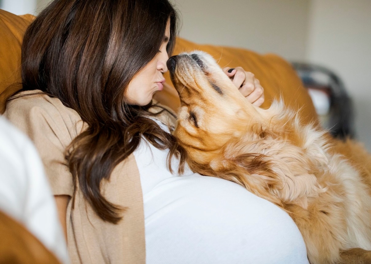 A golden retriever cuddles with a pregnant woman