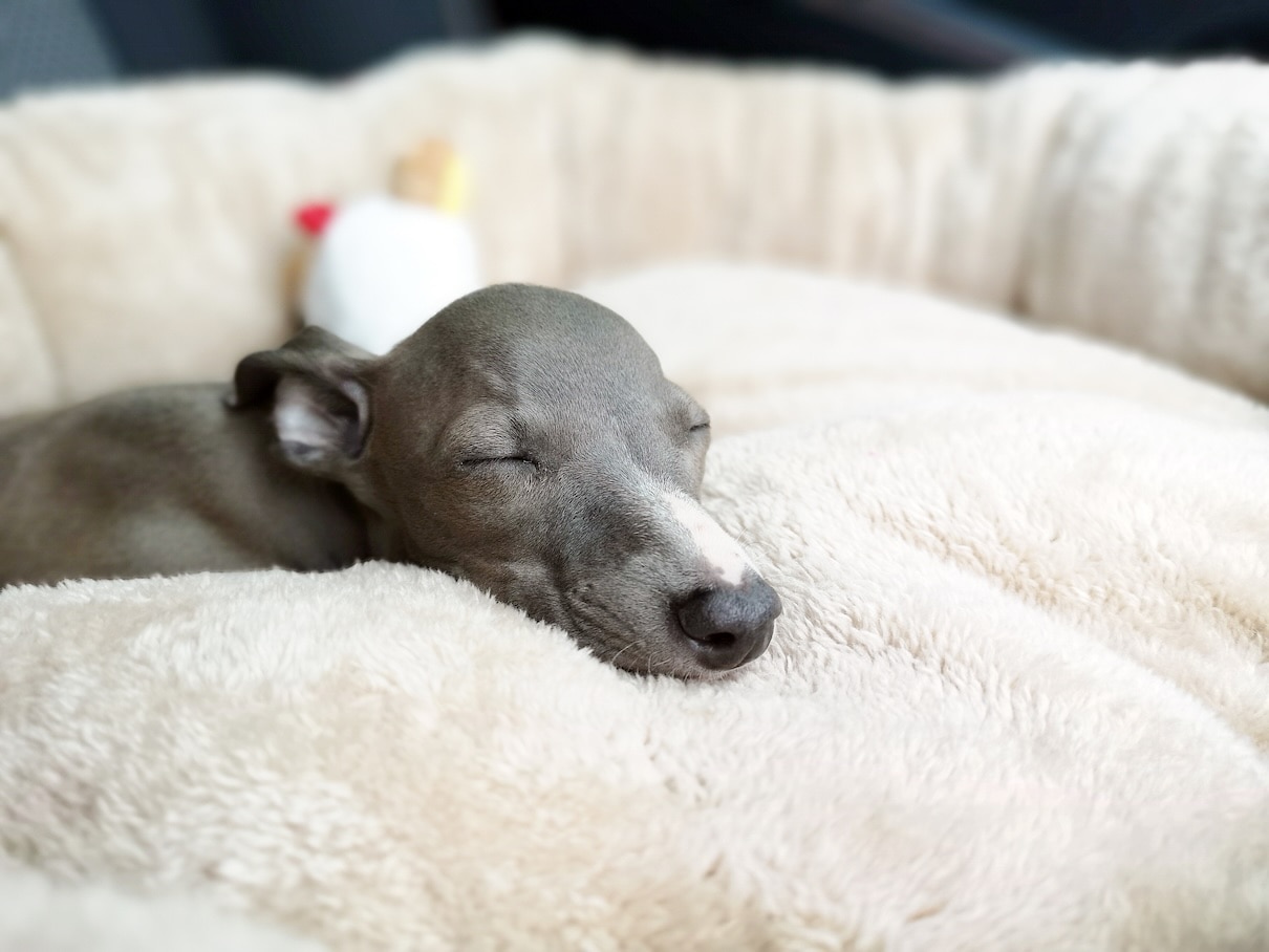 A close-up of a gray Italian Greyhound sleeping on a dog bed