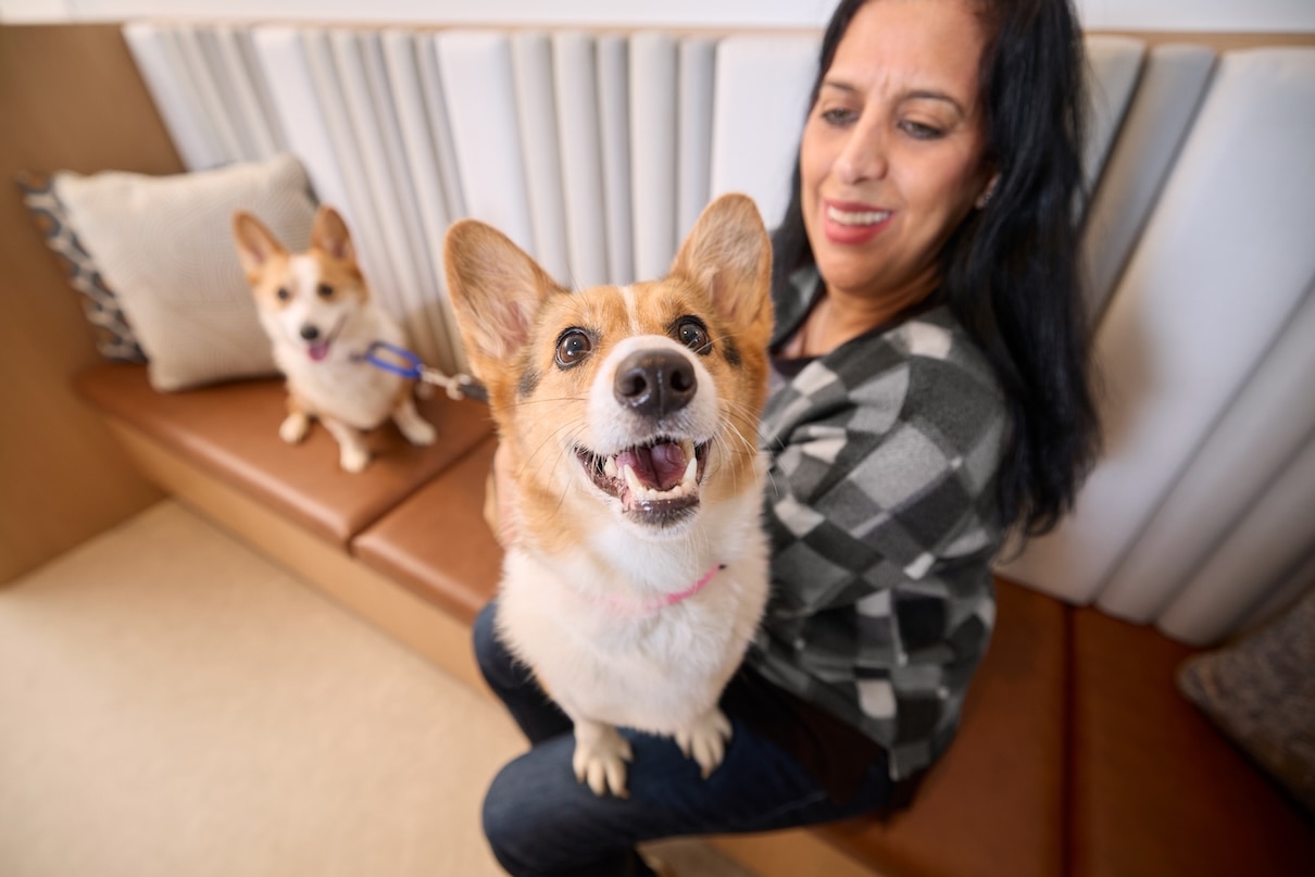 A corgi sitting on a woman's lap