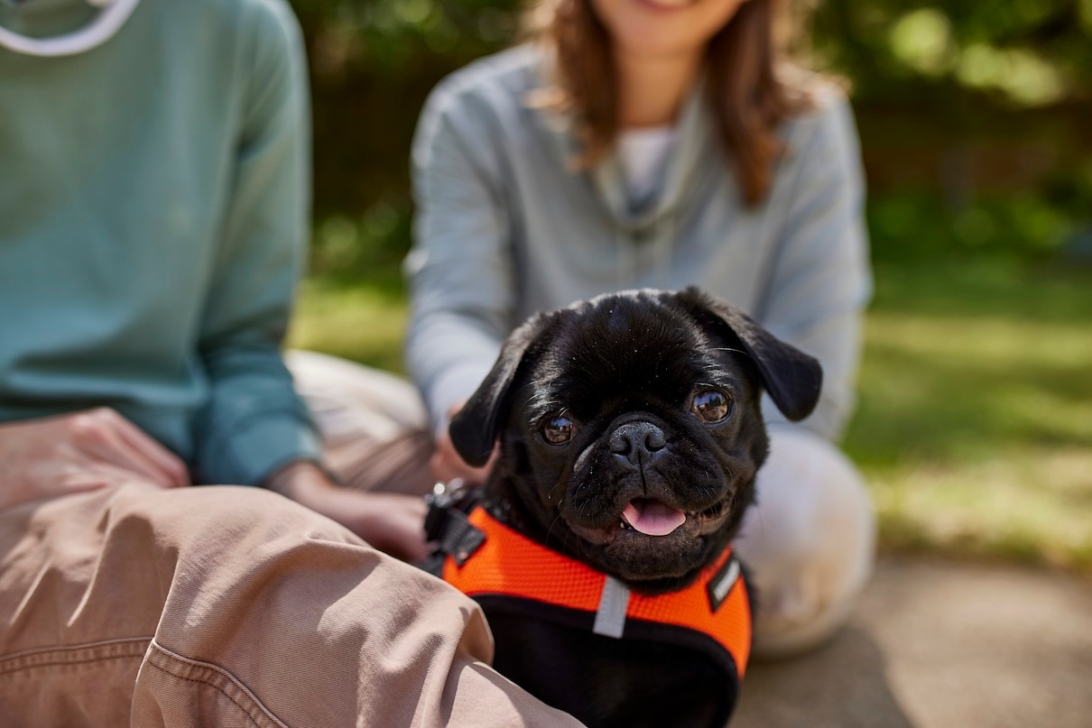A black pug outside