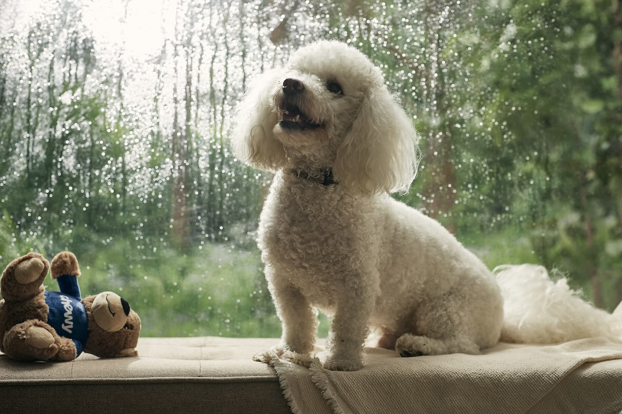 A small poodle sitting on a windowsill on a rainy day