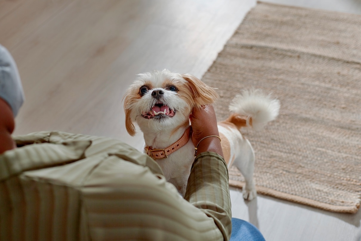 A woman petting a brown and white Shih Tzu with a puppy cut