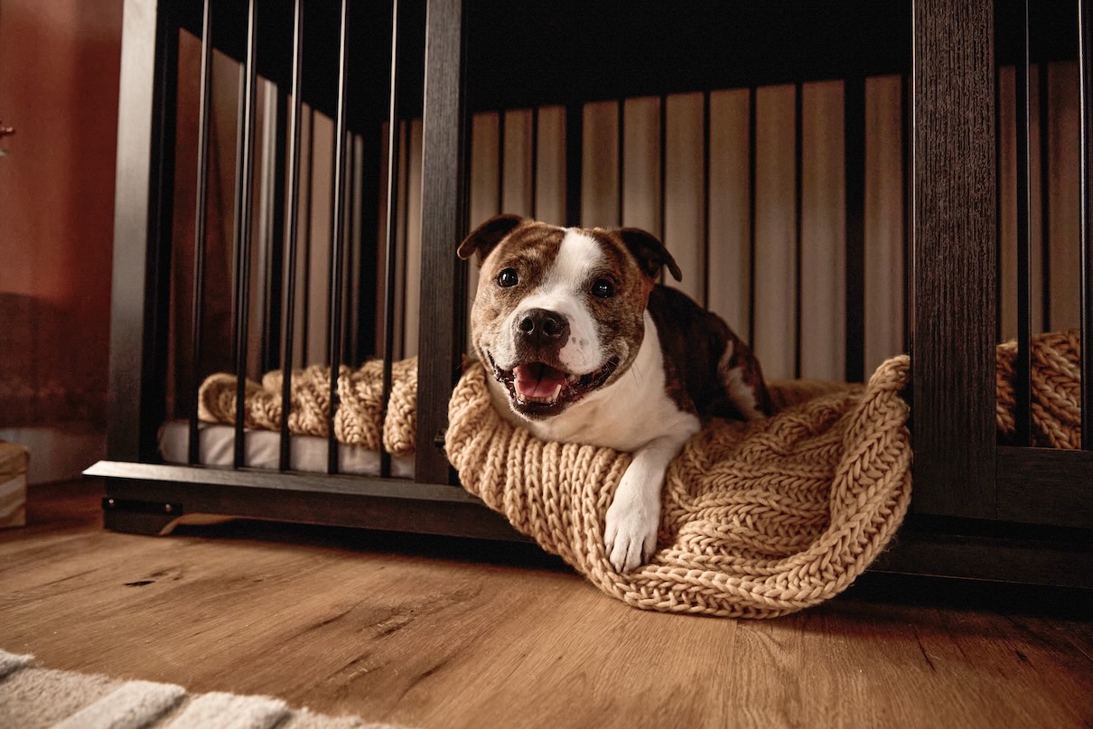 A white and brindle Staffy resting in a cozy kennel
