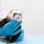 Insulinoma in Ferrets: Symptoms, Treatment, and Warning Signs