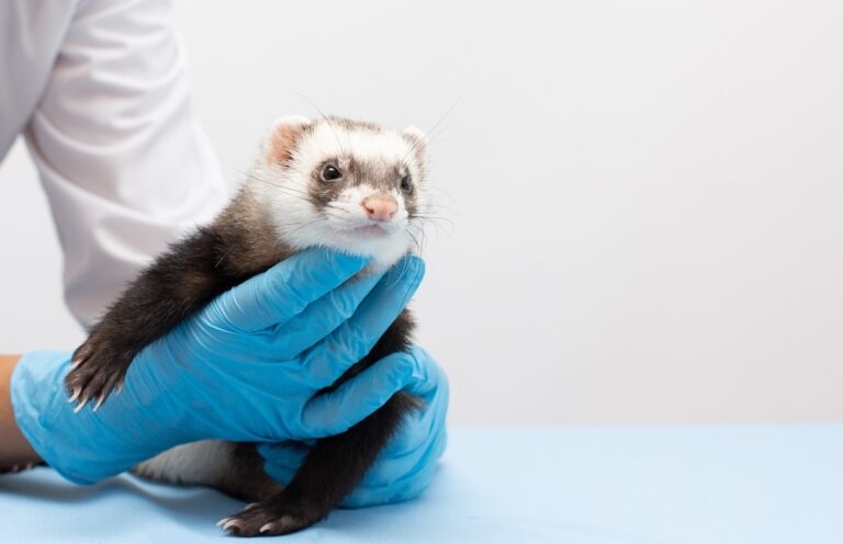 A ferret with low blood sugar getting checked for an insulinoma by a vet.