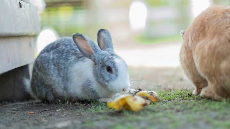 can rabbits eat bananas: rabbit outside eating banana