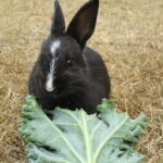 Can Rabbits Eat Kale?