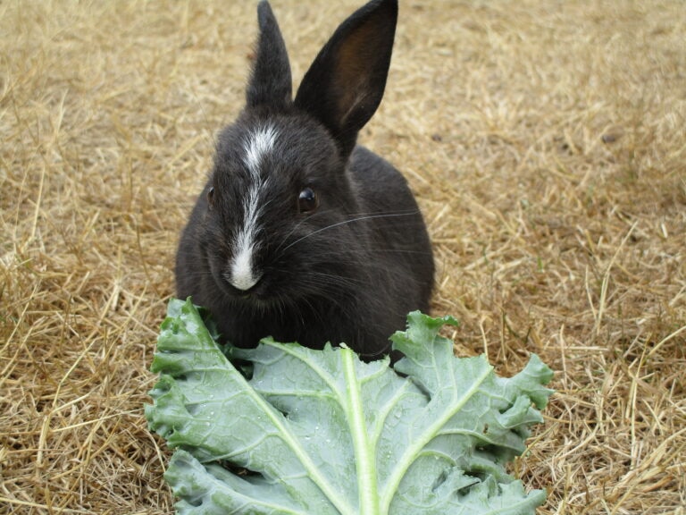 can rabbits eat kale: rabbit with kale in field